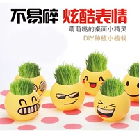 20 бордовых выразительных растений в горшках