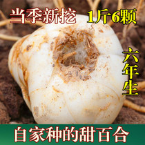 Gansu Lanzhou Fresh Lily 500g Edible Lily Lanzhou Lily Non-special grade Dried pure sweet Lily