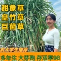 大江牧草基地