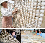 Щелковод Baoquets Clustering Dry Cluster Cocoon Cocoon Silk Capital Cocoon Cocoon Cocoons Cocoon