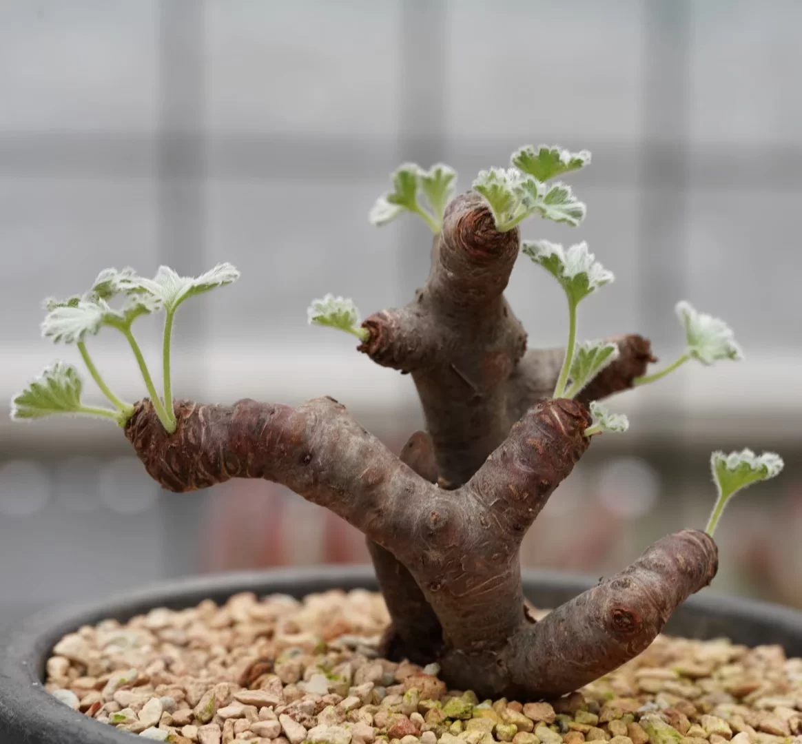 Suxi's garden branches Yangki