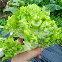 High-yielding early-maturing tender seed spring and autumn four-season vegetable seed lettuce lettuce baby mustard balcony vegetable seed