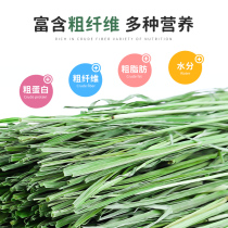 2021 Timothy hay grass section Dutch pig rabbit ChinChin eating food edible grass drying Timothy grass material