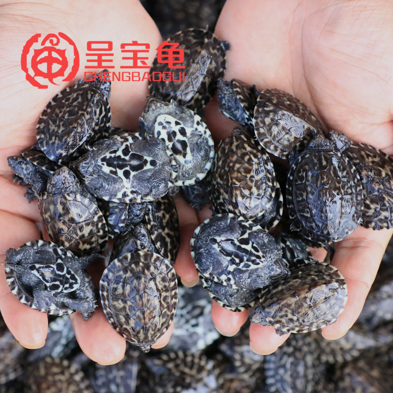 2026养宠物龟需要了解哪些政策？——新手必看宠物龟养殖法规指南