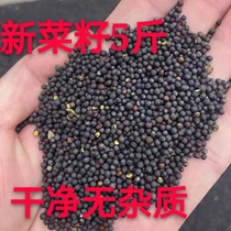 Rapeseed bird feed parrot hibiscus bird yu niao birds wen niao Canary the poo and EE seed bird ge liang 5 pounds provinces