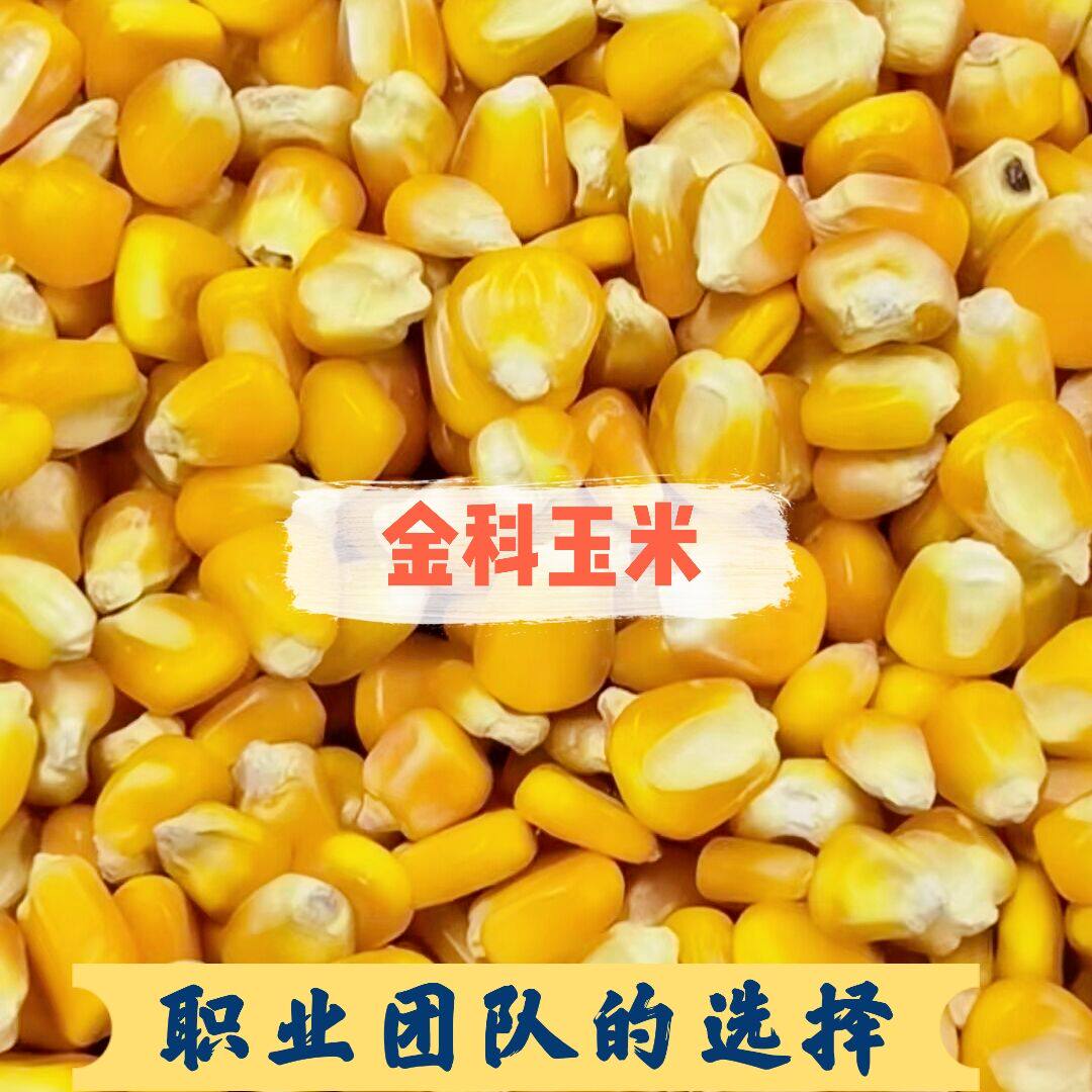 Gansu Jinko Grain Corn Racing Dove Letter Pigeon Feed Energy Pigeon Grain Competition Special 50 catty