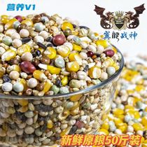 Wing Dragon Warrior God Nourishment V1 Dove Grain With Corn Pigeon Grain Seed Dove Grain Racing Pigeon Feed pigeon feed 50 kilos