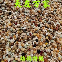 Beijing Tiaoyu Wan Racing Pigeon Grain (Young Pigeon Special Class) Pigeon Grain Letter Racing Pigeon Feed 50 Kilos Jiangsu