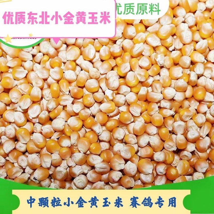 Gansu middle grain and pint small golden yellow corn corn dove grain 50 catty of river, Zhejiang and Anhui