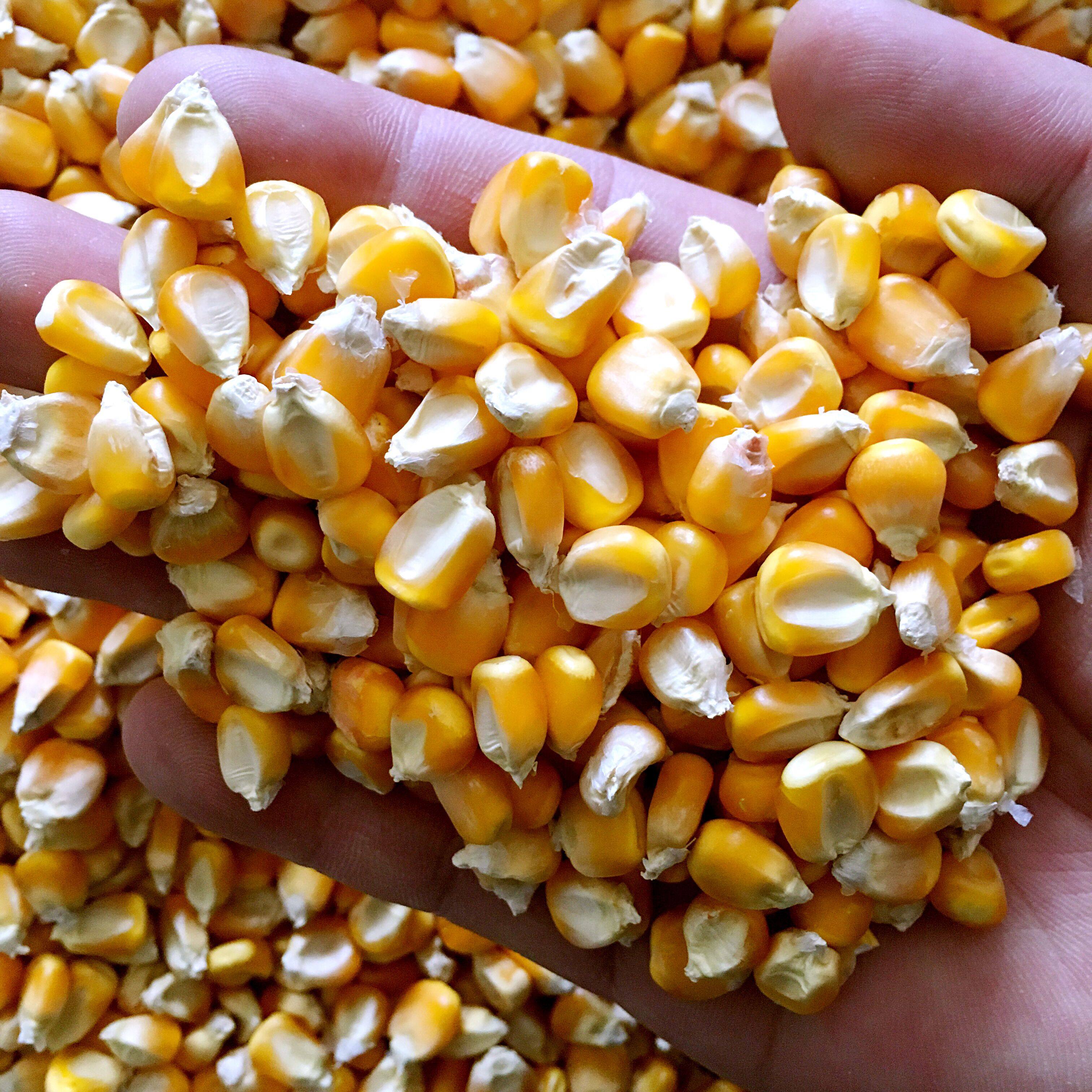 Pigeon corn feed corn pigeon grain dove special corn gold yellow 50 catty of JiangZhejiang Shanghai