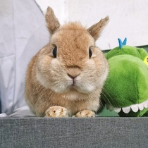 Dutch purebred Pygmy rabbit live animal plush toy doll cage A second generation of double blood pet Hyacinth cub tail section