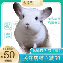 Pups live Chinchilla live animal house vaccinated Cute good feed small rare lazy pet silver spotted doll