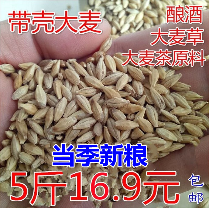 Barley northeast barley grain with shell wheat tea raw material germinated barley grass maltose brewing feed 5 catties