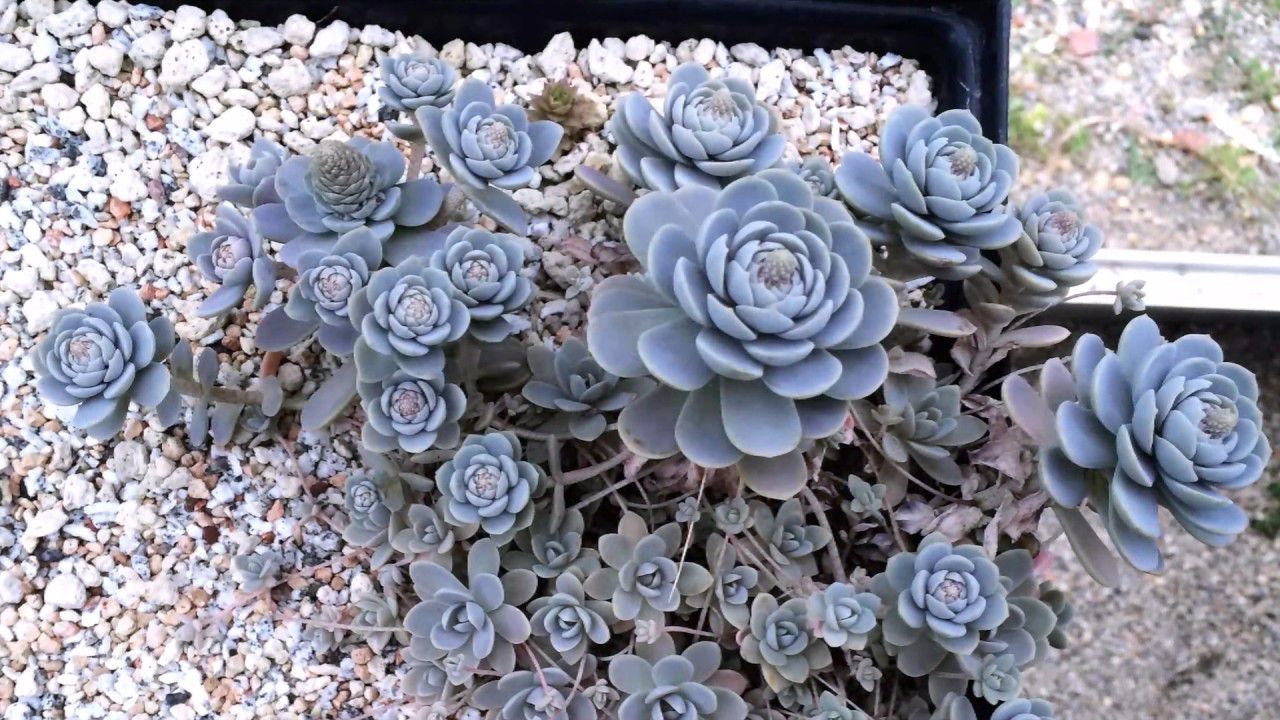 秋季開花像花塔般的子持蓮華 花後會枯萎 淘寶海外 秋季開花像花塔般的子持蓮華 花後會枯萎 淘寶海外