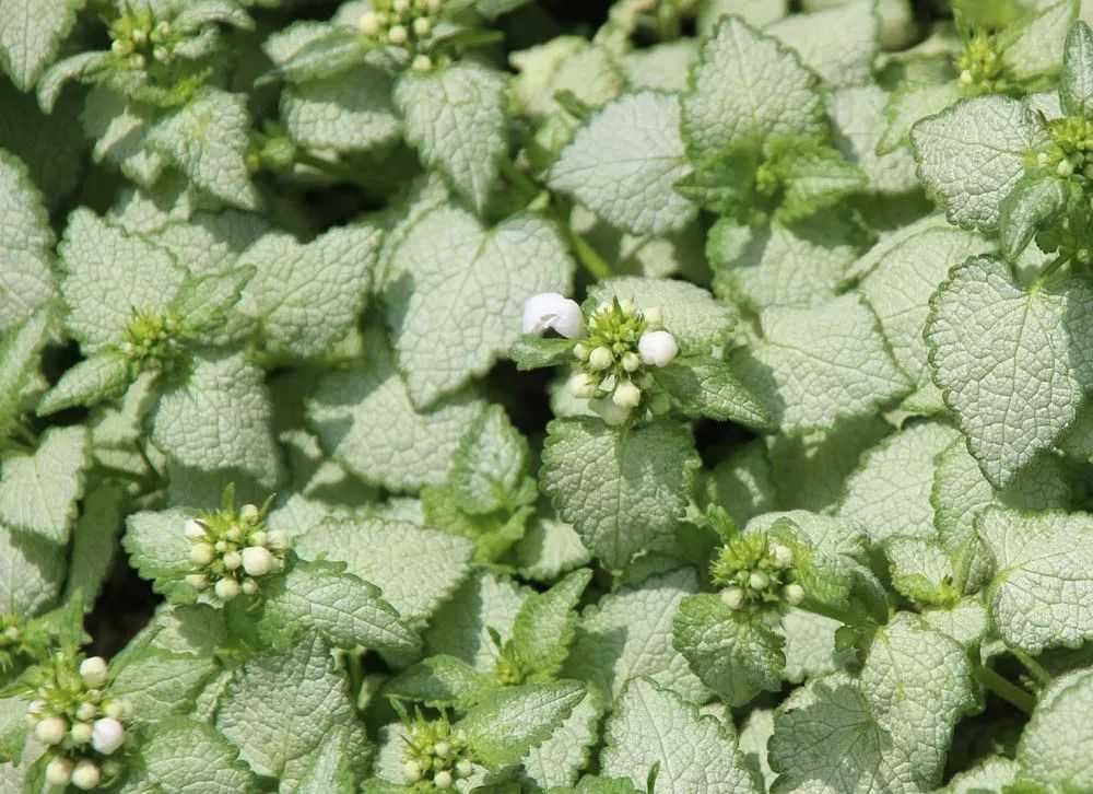 匍匐在地面生長的植物 認識兩種算厲害了 淘寶海外