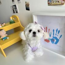 Eat Endless Spiroch Pink Coconut Tree Small Harnesses Pet Clothes Summer Small Harnesses Dogs Clothes Small And Medium Dogs