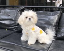 Eat Endless Snails Pink Pet Home Conserved Dogs Clothes Air Conditioning Cedar Summer Vests