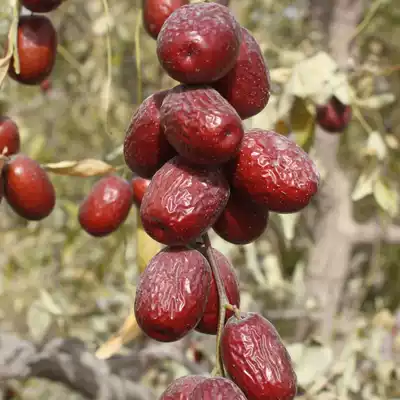 2020 New first-class gray jujube Xinjiang Ruoqiang jujube Milan 36 groups of jujube hanging dry 500G two catties
