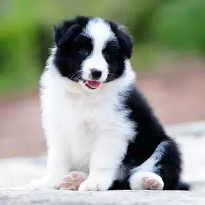 边牧幼犬无偿领养小型犬无偿领养宠物免费边境牧羊犬幼犬宠物狗狗