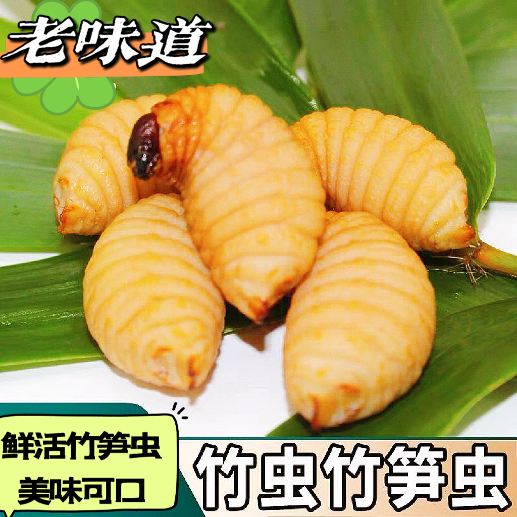 竹虫蛹居然能吃？活体到家！这波真的太香了！