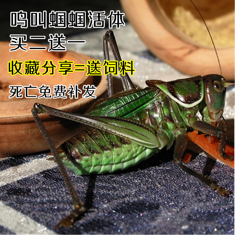 Song insect katydids live tin katydids alternative pets buy two get one pack of live artificially farmed insects easy to raise reptiles