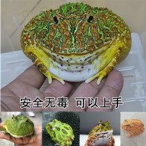 Green Overlord Horned Frog Pet Horned Frog South American Green Gold Clown Frog African Bullfrog Frog Frog Grandpa Frog Ornamental Frog