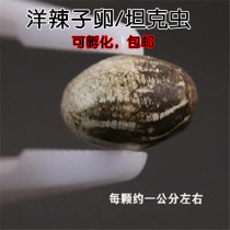 Foreign spicy eggs can hatch tank insects live without live rats winter fattening food fishing live bait Yang pull tank