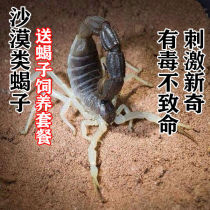 Pet Scorpion Desert Scorpion Black Thick-tailed Yaeyama Radar Whip Scorpion Jade Thick-tailed Scorpion Easy to survive Scorpion