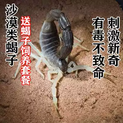 Pet scorpion desert scorpion black thick tail baoyama radar whip scorpion Jade thick tail scorpion easy to survive Scorpion