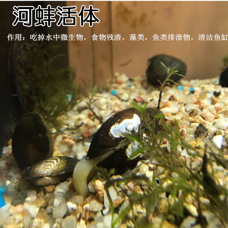 Cleaning up the fish manure shells pearl mussel living 3-5cm water fish tank clean eating microorganisms to dry up small river mussel living things