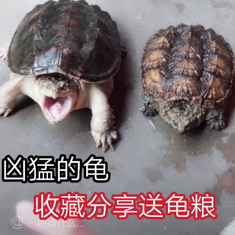 Pet turtles North American crocodile turtles eat fish lively 2 - 15cm pack risk live mixed turtle