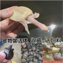 American Pearl turtle live pet turtle horn turtle outer pond turtle Fry 2-18cm birthday gift live group fish