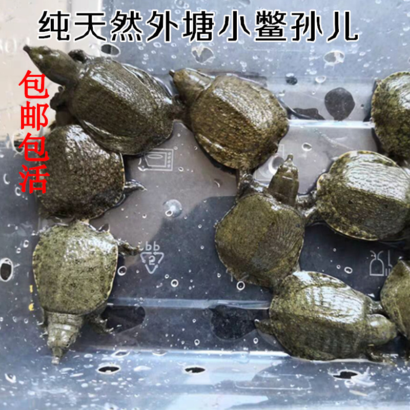 Pure natural outpond water fish fry water fish paparazzi living 2-3 cm bag live artificially bred turtle sun Chinese turtle