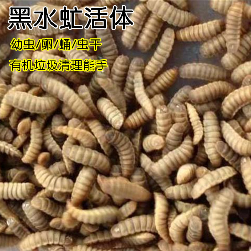 Blackwater fly live larvae egg bird poultry fertilizer feed crawling food fresh bait fishing bait worm
