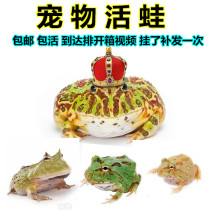 Horned Frog pet Alternative climbing PET Golden Green Pumpkin Overlord Horned Frog Butterfly Frog Larvae Bullfrog pet Clown frog