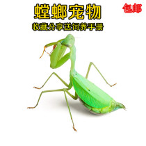 Praying Mantis living creature Wide axe Praying Mantis Large knife Praying Mantis spotted eye Praying Mantis Praying Mantis egg block Easy to raise lazy pet praying Mantis