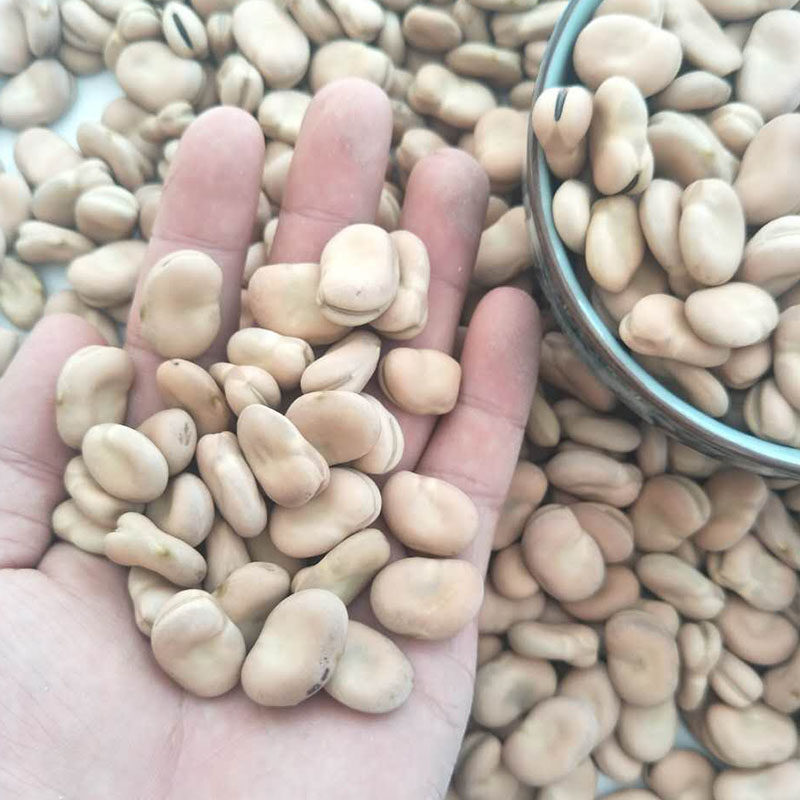 2026年必买！云南白蚕豆如何挑选才最物有所值？