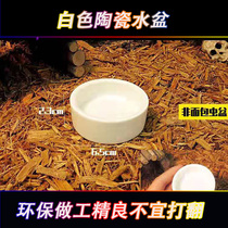 Reptile Spider scorpion lizard guard water basin food basin exquisite white ceramic basin barley bread insect crawler crawling pet