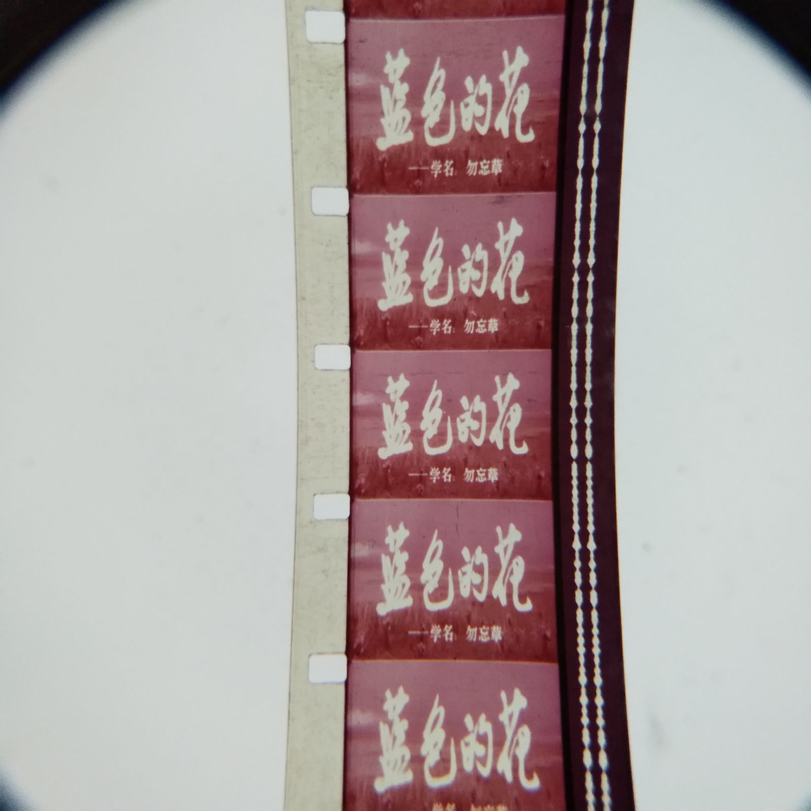 16mm movie film film copy vintage movie projector color widescreen feature film blue flower