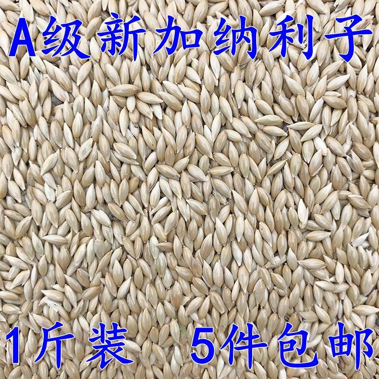 Imported Ghanaian Li Parrot Bird Oil Poppy White Poppy Lu Seed Bird Food Feed Five pounds