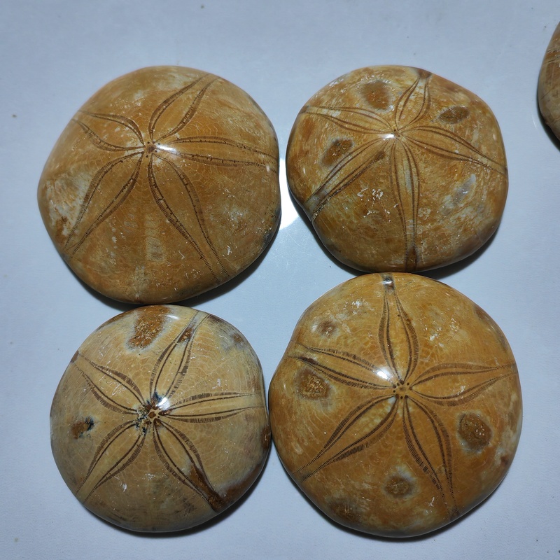 Paleontological Fossil Sea Urchin Specimen for Popular Science Education, Collection, Display, and Original Stone Hand-Held Ornament Paleontological Fossil Sea Urchin Specimen for Popular Science Education, Collection, Display, and Original Stone Hand-Held Ornament