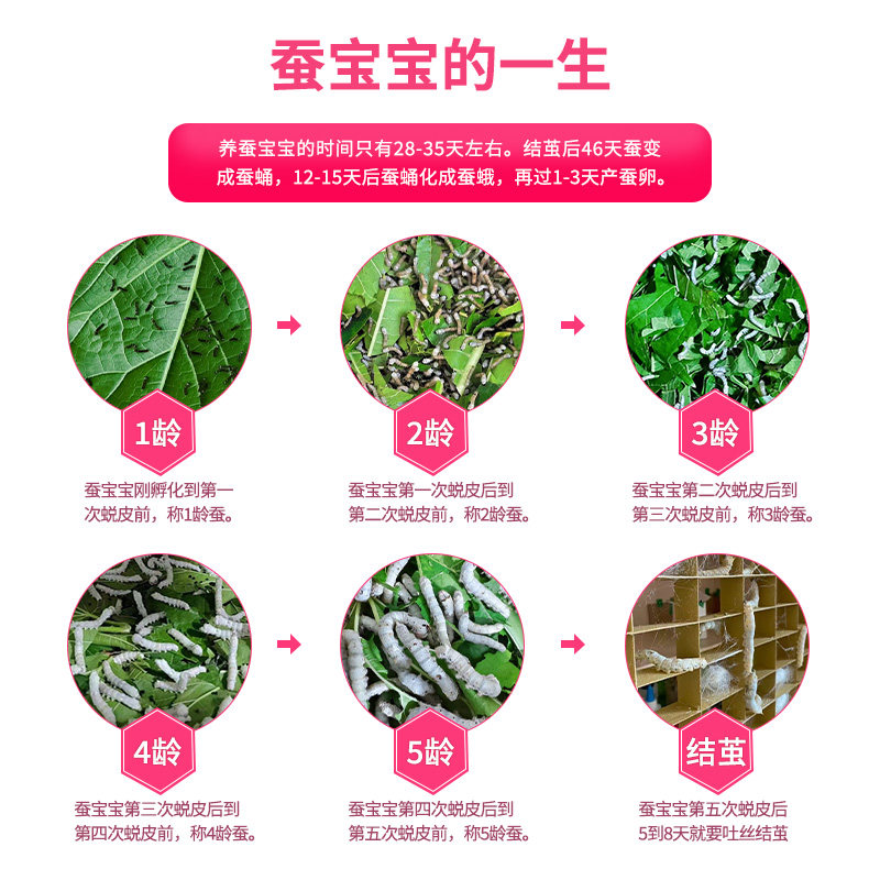 🌸体验养蚕乐趣,给孩子一个难忘的自然教育之旅!🌸-蚕宝宝-淘宝好物网
