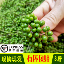 Hunan bois frais gingembre montagne poivre vigne poivre litsea cubeba SF 1 3 livres fraîchement cueilli sauvage Chenzhou origine