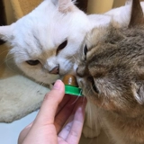 Кошачья сеть красной кошки сахарная облизы