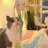 Кошачья игрушка сказочная сказка кошачья кошка жирная кошка кошачья кошачья кошачья колокольня битва кошачья набор кот кот zi he hi бесплатная доставка кошачьи продукты