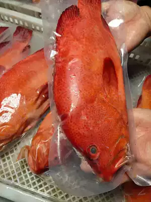 海釣紅瓜子斑海捕瓜子斑深海石斑魚紅九棘鱸刺身肉嫩生猛海鮮 海釣紅瓜子斑海捕瓜子斑深海石斑魚紅九棘鱸刺身肉嫩生猛海鮮