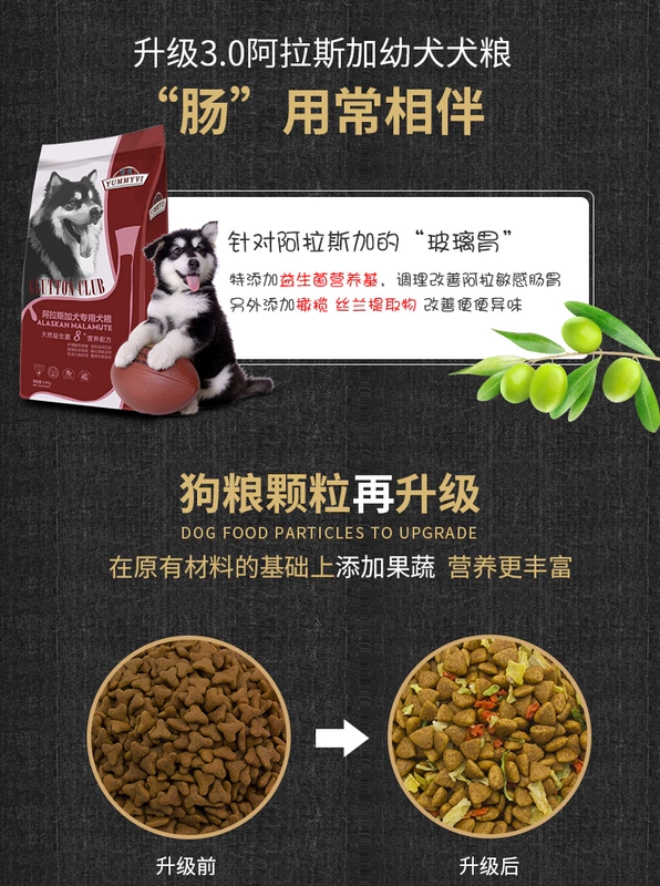 Thức ăn cho chó Alaska 30 kg chó lớn chó trưởng thành đặc biệt Husky Labrador chó con thức ăn cho chó 40 kg - Chó Staples