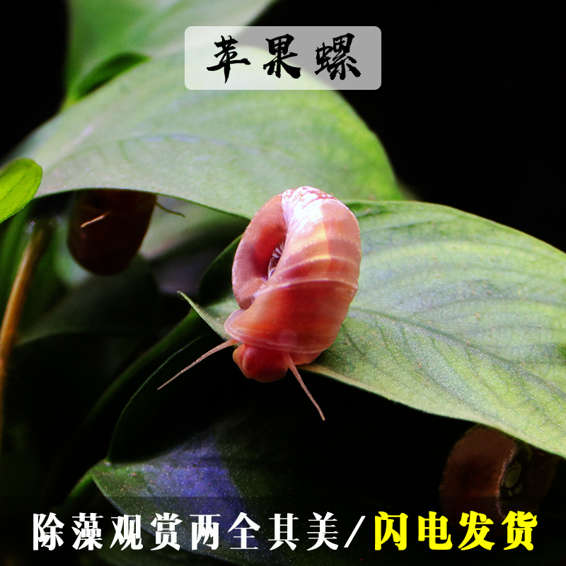 Apple snails, sheep horns, ornamental snails, algae removal, moss removal, easy reproduction, ecological bottle decoration, explosive tank, living pet reproduction