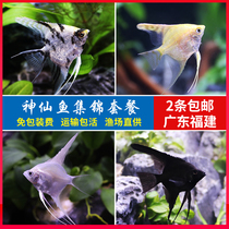 Angelfish Live aquarium fish Angelfish Swallow fish Tropical fish Peruvian angelfish Red head tricolor black angelfish Small flower fairy