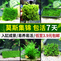 Triangle Moss aquatic plants live freshwater matsutake flame tears Moss foreground grass sunken wood water grass landscape decoration